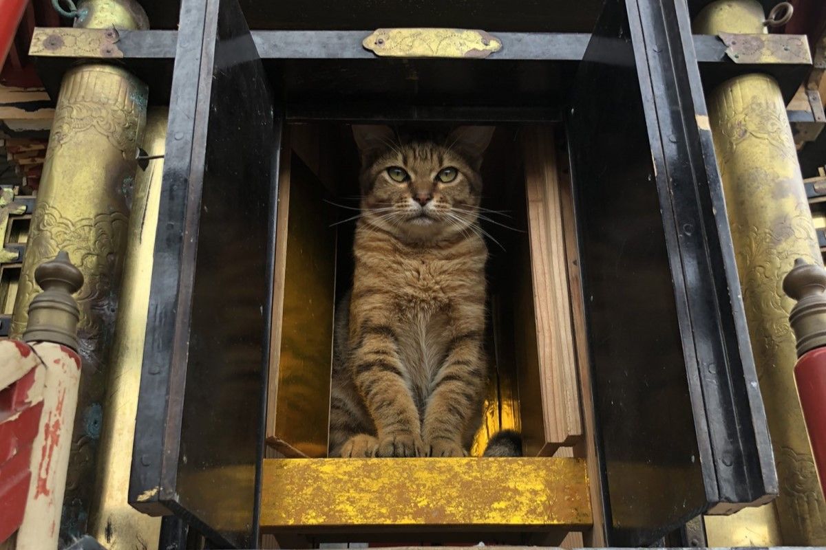 ▲木匠修理神龕時，神貓一屁股霸氣入座，網友喊：「虎爺顯靈啦！」（圖／Twitter：ShmCip） 