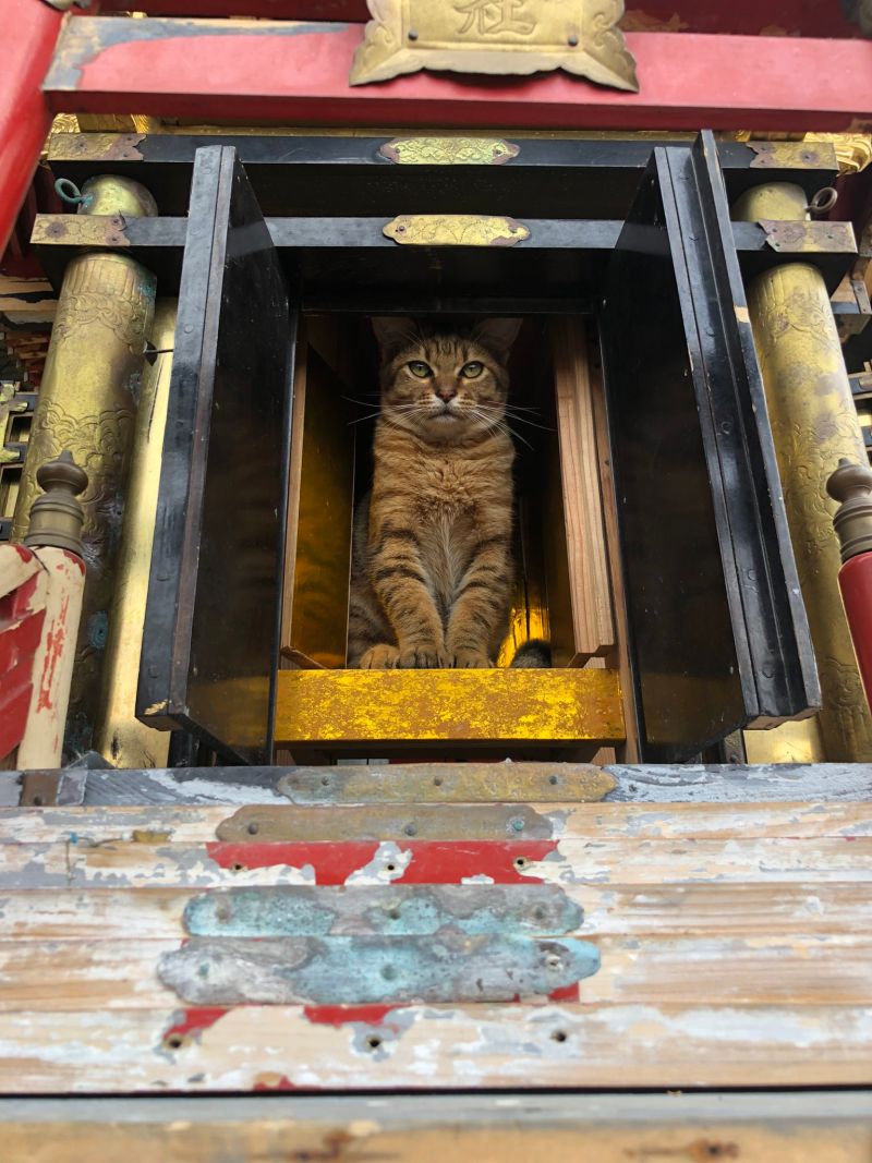 ▲虎斑貓正坐在神龕中，彷彿這原本就是牠的位置。（圖／Twitter：ShmCip） 