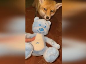 ▲近期Foxie又一次來到蜜雪兒家門前，甚至還把藍色泰迪熊帶回自己野外的窩，要給自己的孩子。（圖／AP美聯社／viralpress）