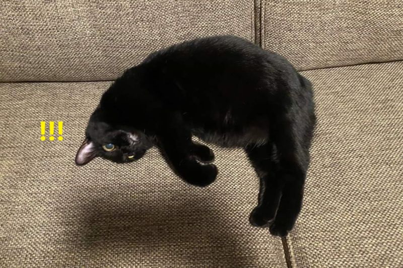 ▲國外有一隻黑貓因為「飄浮」在沙發上而爆紅。（圖／Reddit帳號Flamind666）