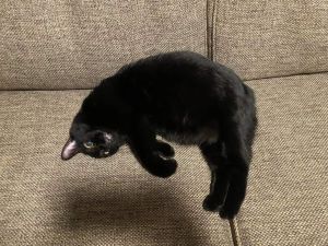 ▲乍看之下黑貓真的很像飄浮在沙發上空，但其實牠是躺在沙發上「放空」，下方的黑影是原PO拍牠時所留下來的陰影。（圖／Reddit帳號Flamind666）