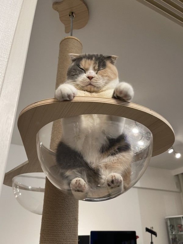 ▲沒想到Okayu即使坐在貓圓盆裡也能睡，果然是能瞬間斷電的貓啊！（圖／推特帳號zawakoz）