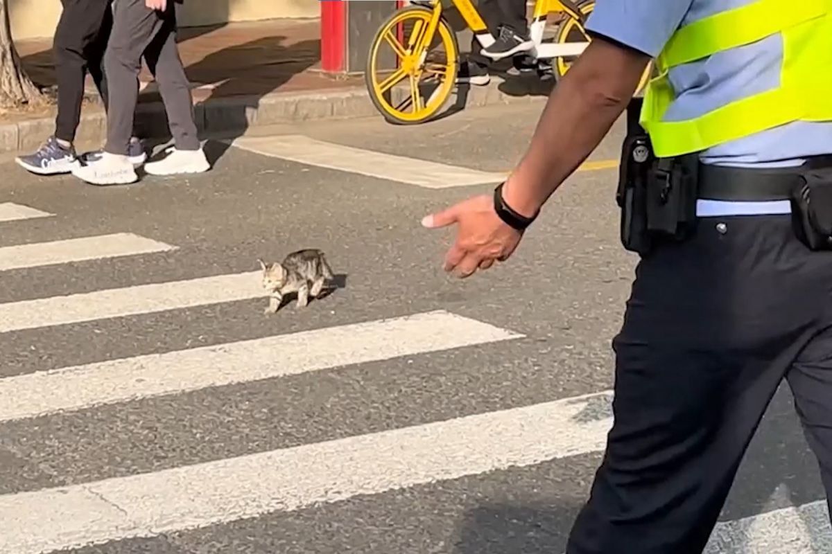 ▲小奶貓正搖搖晃晃的過馬路。（圖／AP美聯社／viralpress）