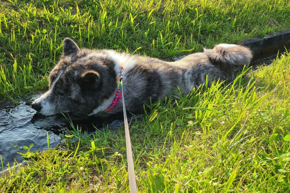 ▲狗狗水壩駕到，秋田犬往水道一站，流動的水全被牠堵住。（圖／Twitter：gin20200122）