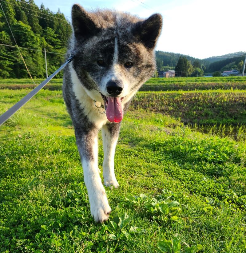 ▲秋田犬「銀」常常與飼主在稻田間散步。（圖／Twitter：gin20200122）