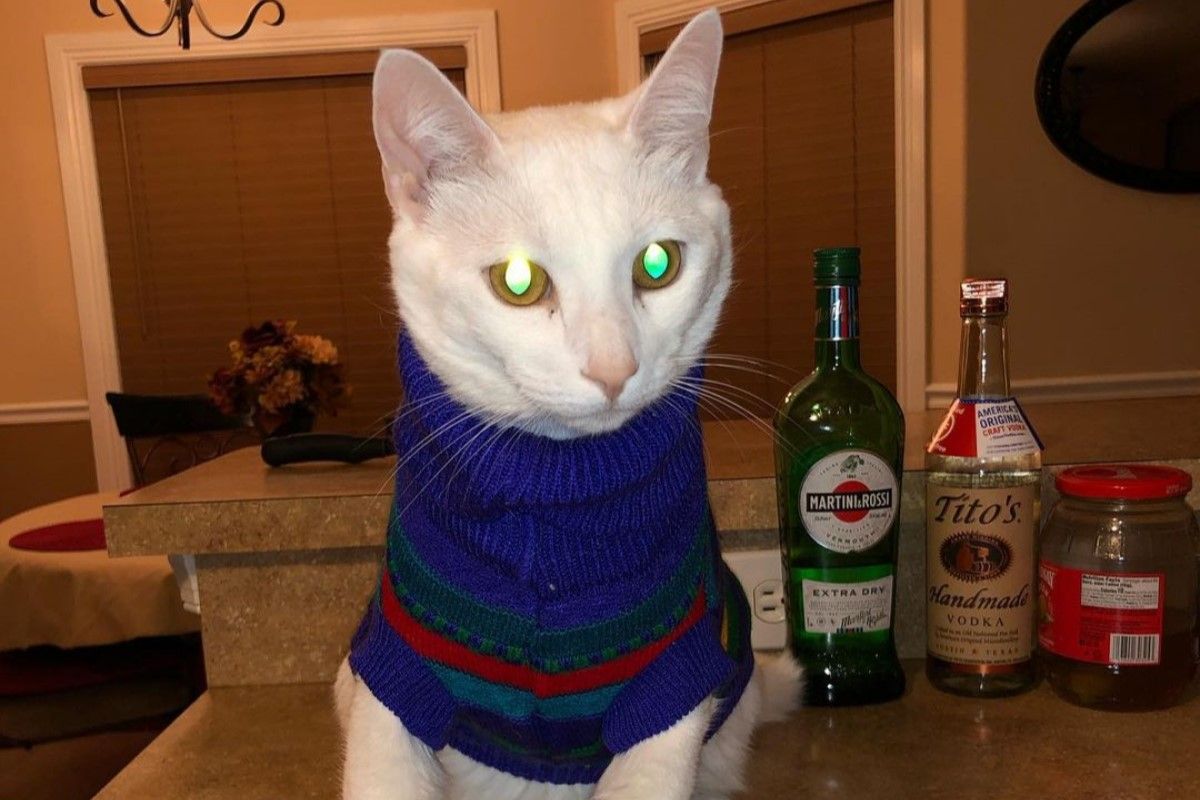 ▲貓咪模特兒意見多，男拍完做出1動作，女友看見後捧腹大笑。（圖／Instagram：thatboyprince22）