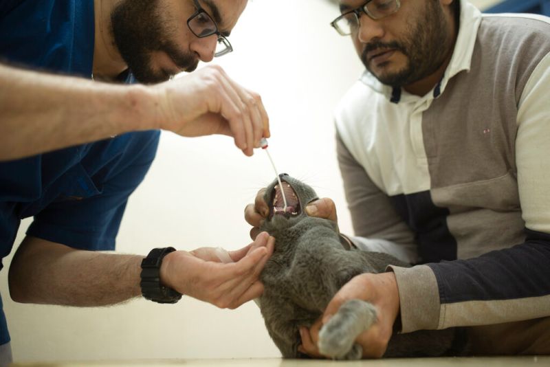 ▲獸醫正在幫貓做病毒檢測。示意圖，非當事貓咪。（圖／美聯社／達志影像）