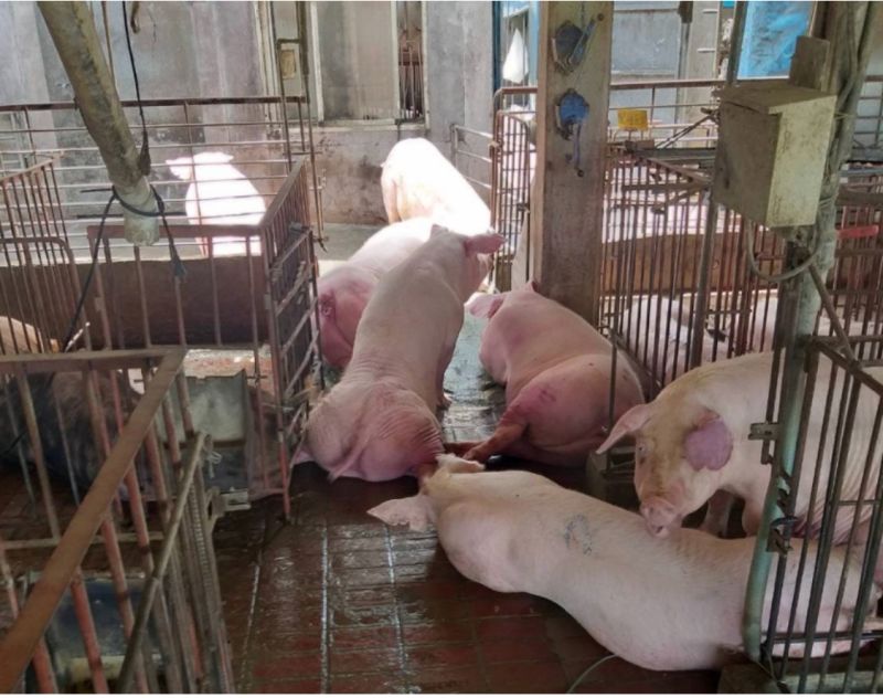 太陽能光電桶爆炸！600頭豬被電死　嘉縣畜牧場損失千萬

