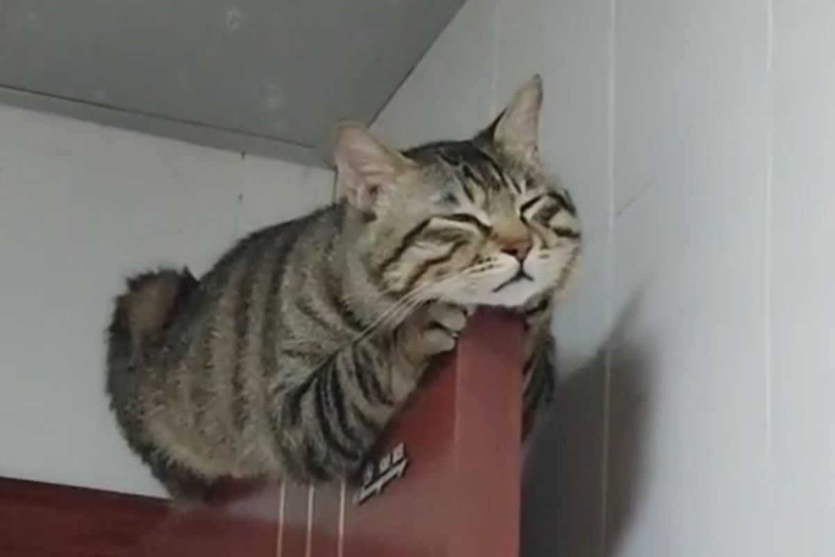 ▲貓貓展神功，門上超極限睡姿曝光，網友笑：「前世是小龍女吧！」（圖／抖音：姑姑養的小龍貓）