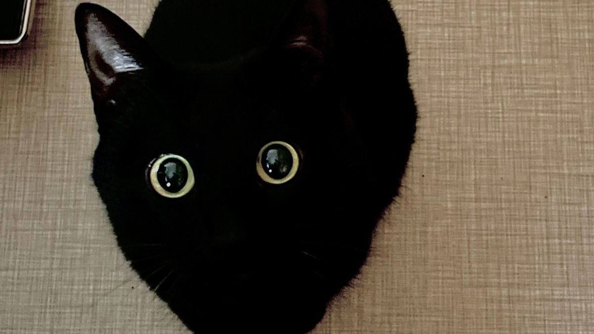 ▲日本網友@yonasawa分享毛小孩的照片，吸引數十萬人瘋傳。（圖／@yonasawa推特）