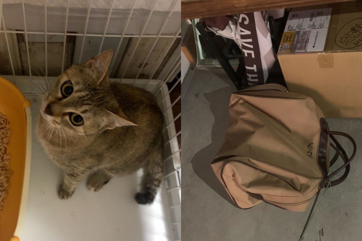 ▲大眼萌貓被丟在貓咪咖啡廳，好心人翻開波士頓包後傻眼，網友怒噴：「這是犯罪」。（圖／Twitter：necorepublic）