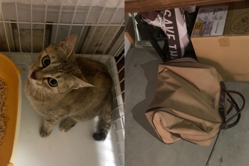 大眼萌貓被丟包貓咖!店主「翻開氣瘋」 網怒:這是犯罪