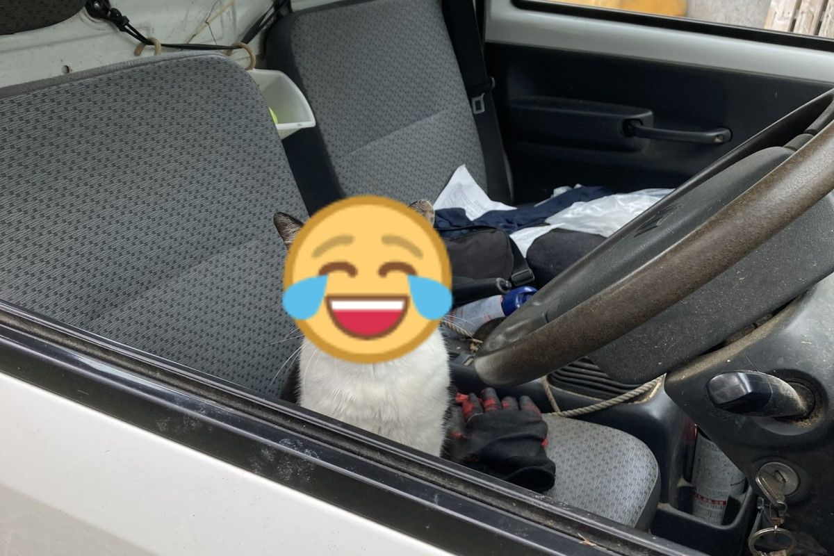 ▲日本一名男子驚見自己的貨車上出現一隻陌生「毛駕駛」！（圖／推特帳號tatamatsumo）