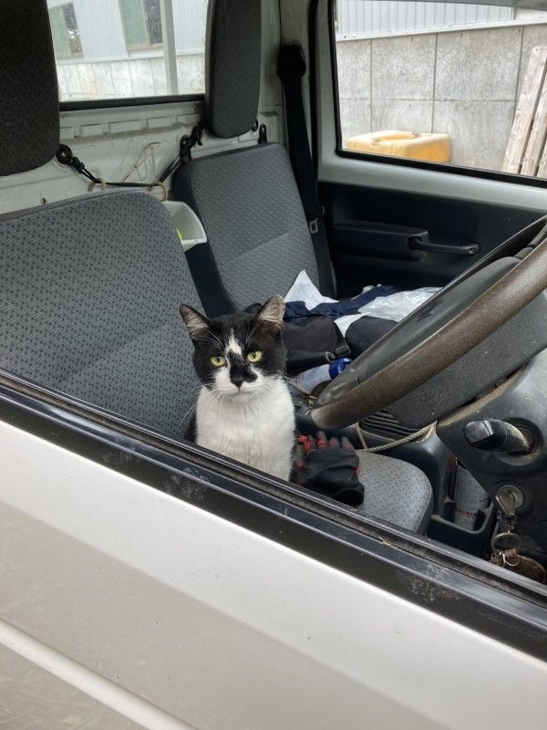 ▲松本先生發現一隻陌生的黑白貓闖入自己的貨車中，坐在駕駛座上認真地盯著自己。（圖／推特帳號tatamatsumo）