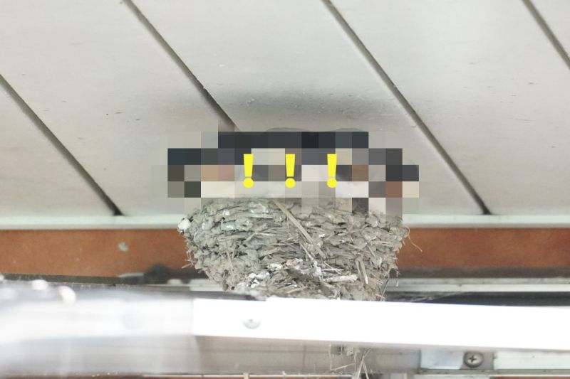 ▲日本一名網友日前見到一窩燕子寶寶，卻意外讓網友們都笑噴。（圖／推特帳號chibiko_todo）