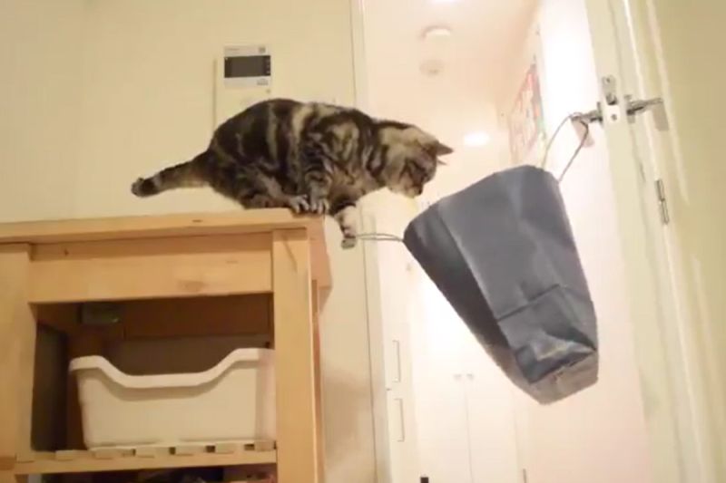 ▲日本一隻貓咪想跳進門把上的紙袋，沒想到卻發生糗事。（圖／推特帳號zawakoz）