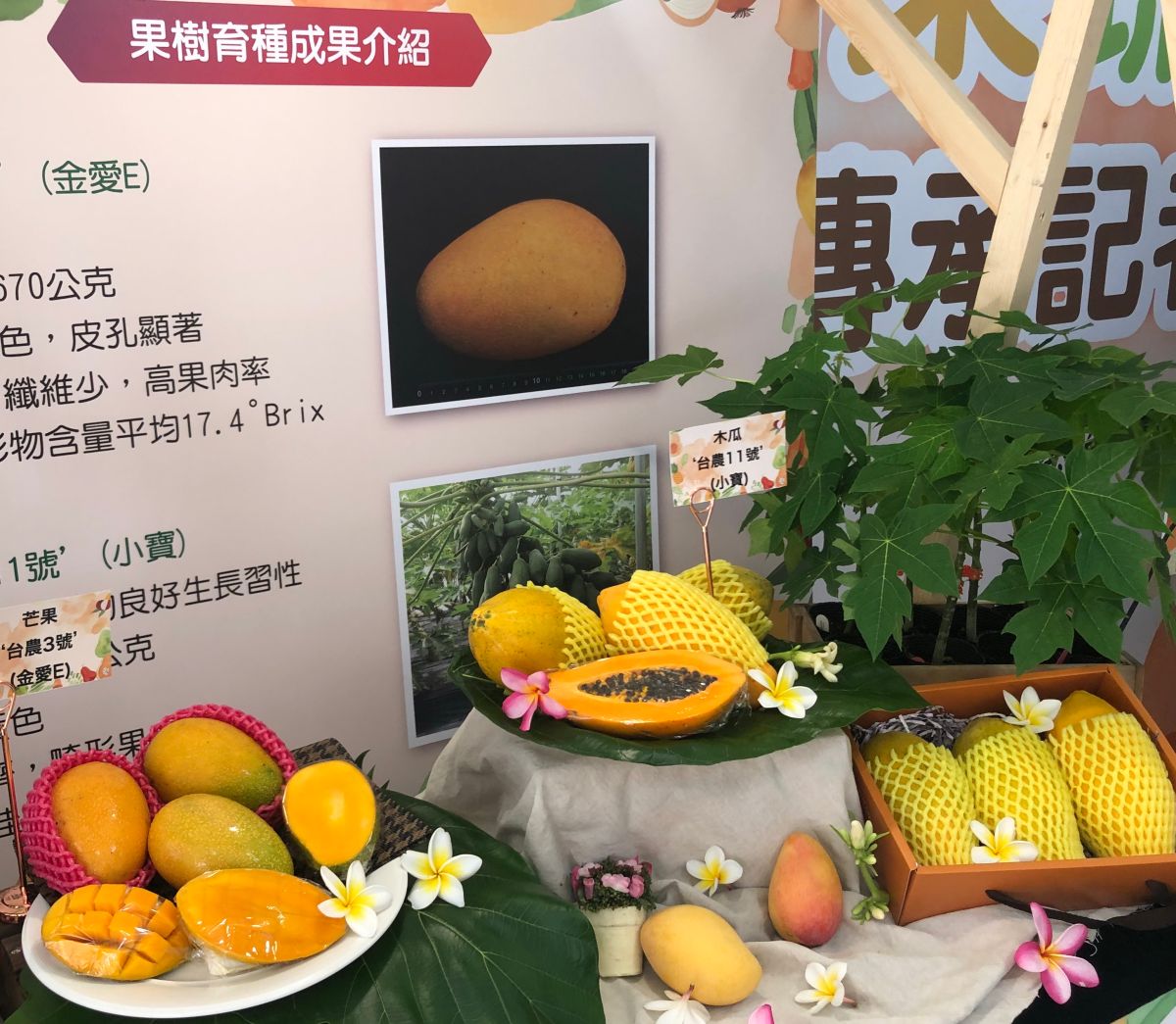 ▲行政院農業委員會農業試驗所鳳山熱帶園藝試驗分所舉辦熱帶果蔬成果發表會。(圖／記者黃守作攝，2022.06.20)