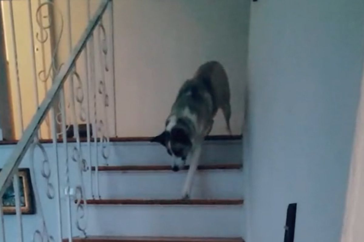 ▲主人腳踝受傷下樓艱難，多疑狗看見後，下樓都做出1反應。（圖／TiKTok：ash_laughs）