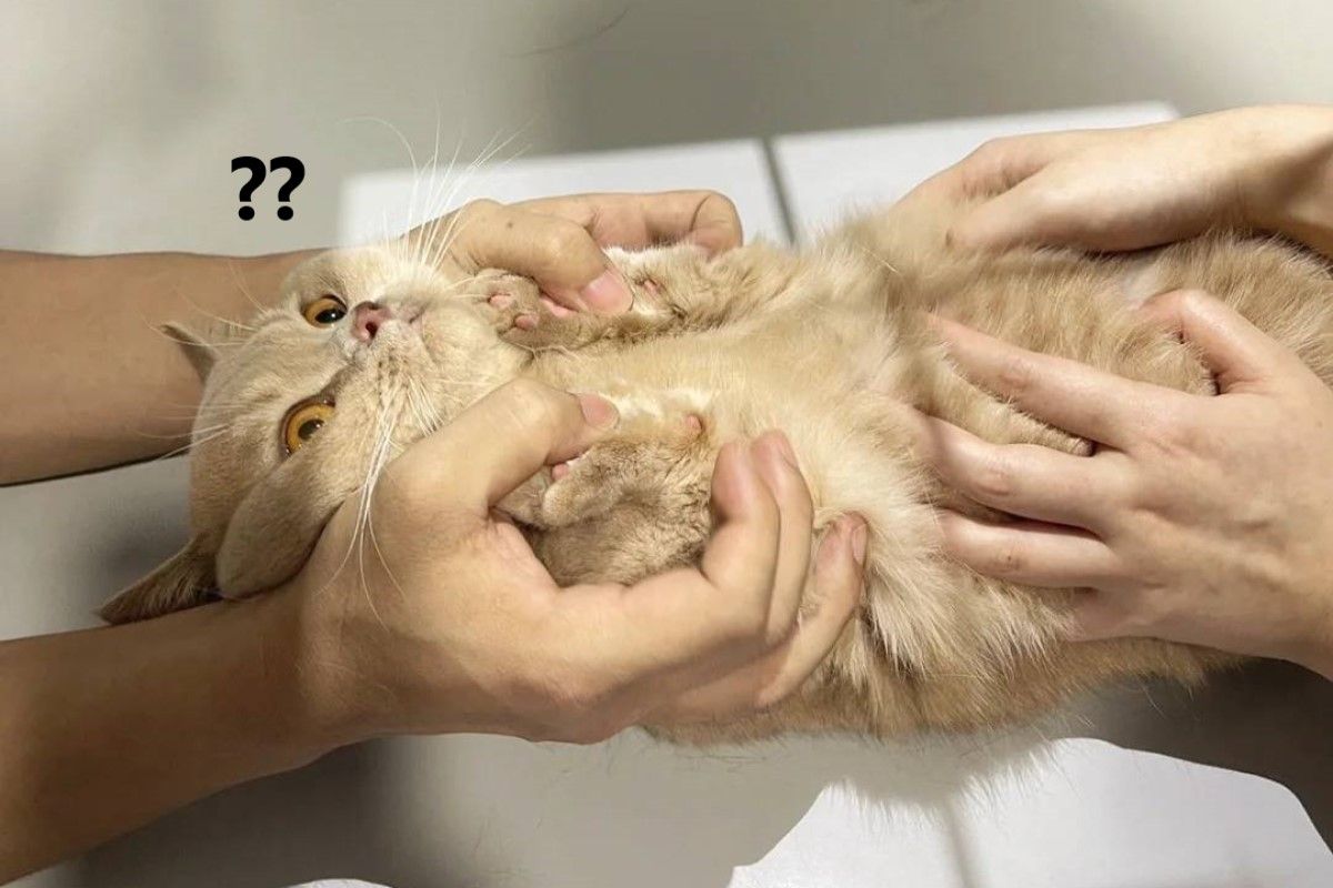 ▲中國一隻短腿貓日前照X光，竟發生超糗的一幕。（圖／小紅書帳號wangkaili111）