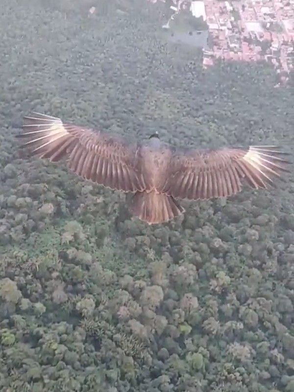 ▲男子體驗滑翔傘時，一隻黑美洲鷲突然飛靠近他。（圖／推特帳號batsy09）