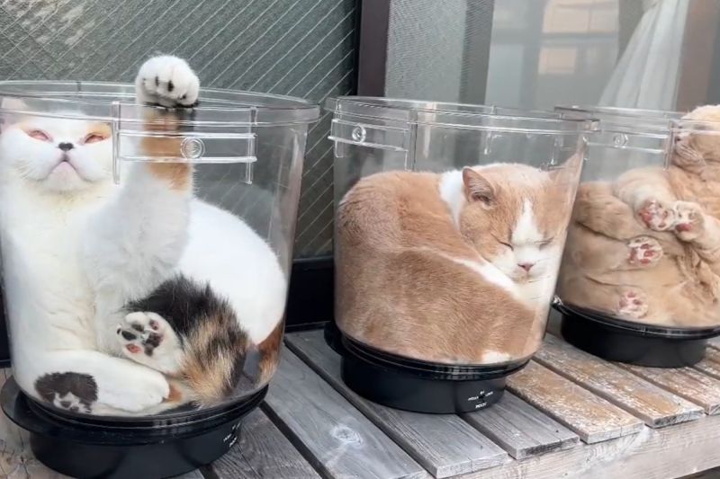 ▲日本網友開發曬太陽新招，旋轉喵喵杯讓貓的每面都均勻曝曬。（圖／Twitter：jirosan77）
