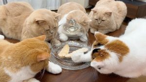 該網友飼養多隻貓咪。(圖/Twitter:jirosan77) ▲該網友飼養多隻貓咪。(圖/Twitter:jirosan77)