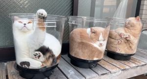 ▲旋轉喵喵杯讓貓貓全身均勻受熱，不用擔心哪一面曬熱了不舒服！（圖／Twitter：jirosan77）