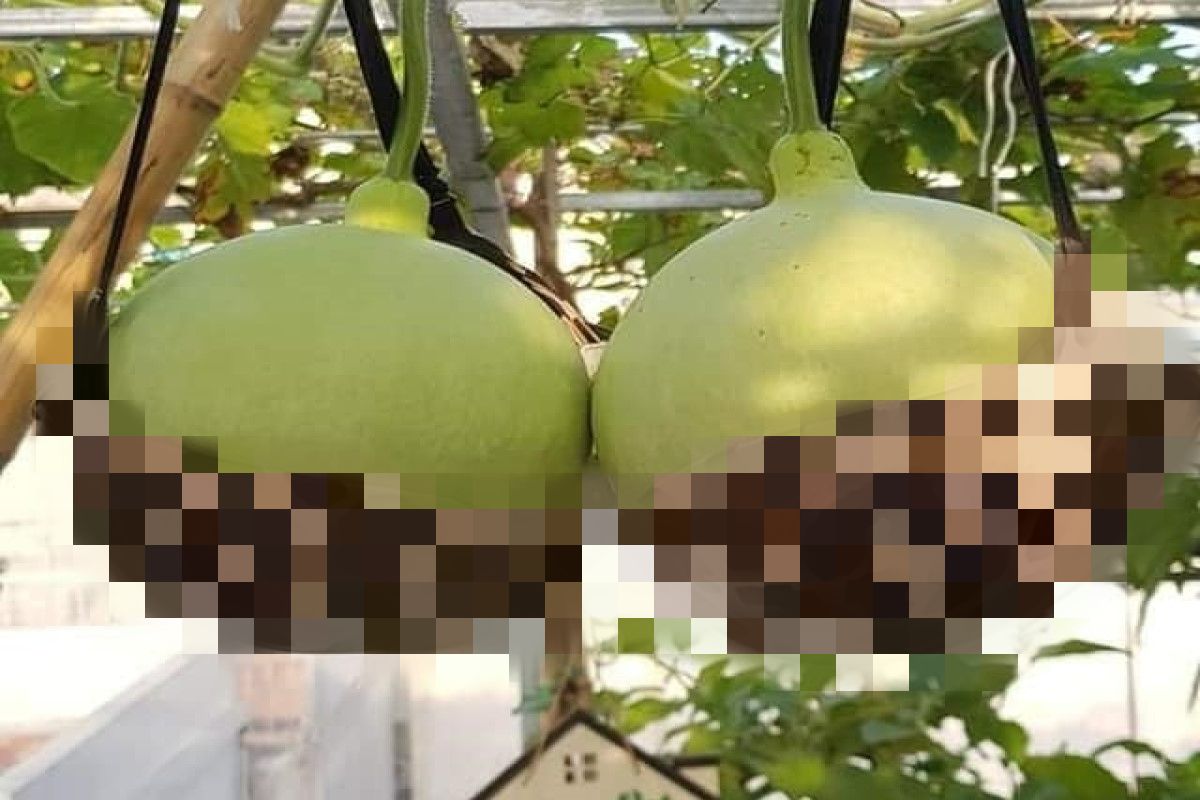 ▲一名網友為了不讓大瓠瓜太下垂，竟然搬出「粉紅豹紋時尚胸罩」當預防道具！（圖／翻攝自《爆廢公社》）