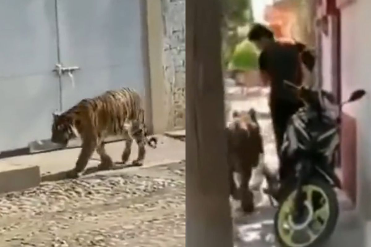 ▲墨西哥人太狂，牽200kg孟加拉虎趴趴走，警察一查愣爆：「這不能養」。（圖／Twitter：Amazing Posts）