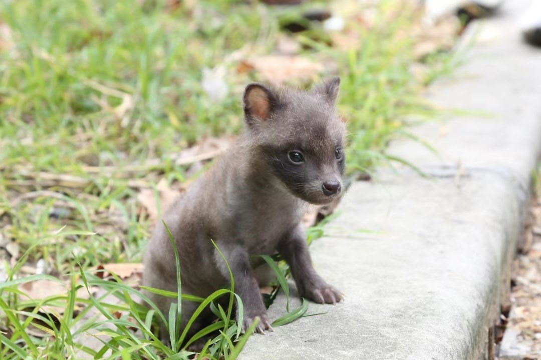 ▲吉祥毛茸茸的外觀，與幼犬非常相似。（圖／取自新浪新聞）