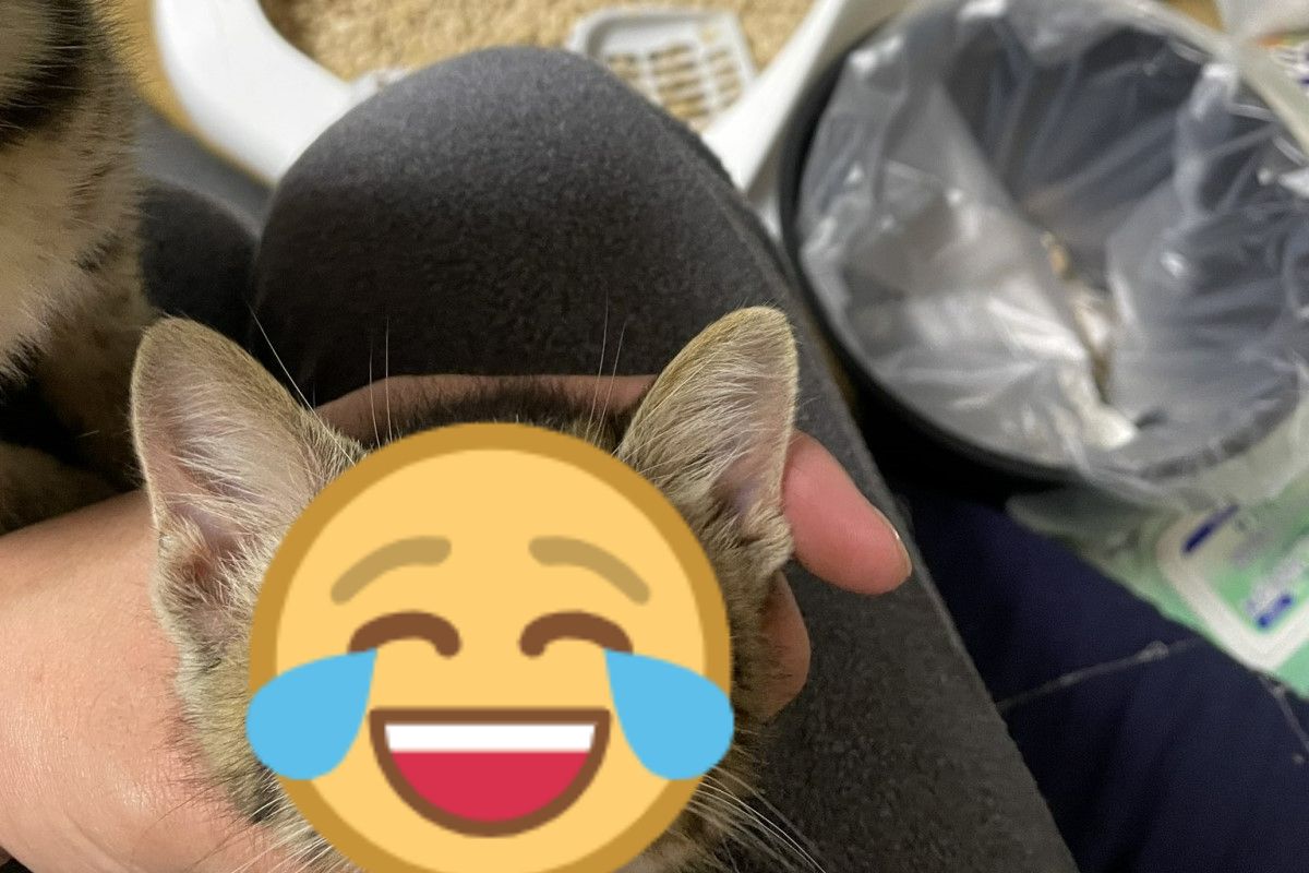 ▲日本一名飼主抓包小貓弄破紙門，沒想到牠竟然大做鬼臉！（圖／推特帳號fuzzy0205）