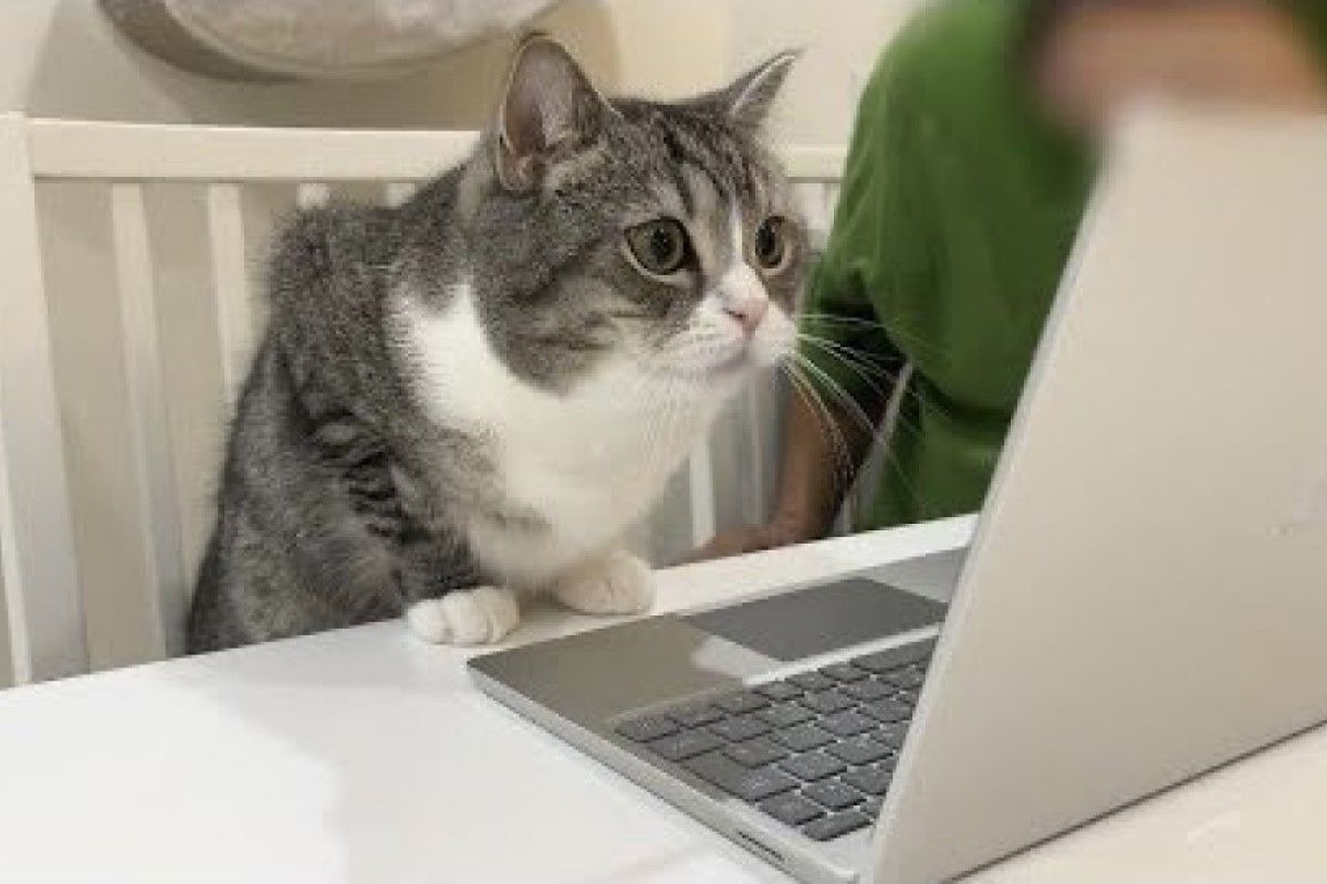 ▲主人住院與貓咪開視訊，貓見到螢幕中的他急壞：「真的好想你」。（圖／Twitter：catmotimaru）