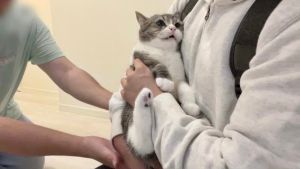 飼主入院前與麻糬丸道別,託付給幫忙照顧的人。(圖/Twitter:catmotimaru) ▲飼主入院前與麻糬丸道別,託付給幫忙照顧的人。(圖/Twitter:catmotimaru)