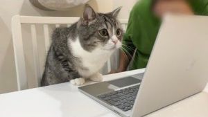 聽到電腦中傳來主人的聲音,麻糬丸反應劇烈。(圖/Twitter:catmotimaru) ▲聽到電腦中傳來主人的聲音,麻糬丸反應劇烈。(圖/Twitter:catmotimaru)