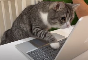 立刻衝上螢幕想要撒嬌。(圖/Twitter:catmotimaru) ▲立刻衝上螢幕想要撒嬌。(圖/Twitter:catmotimaru)