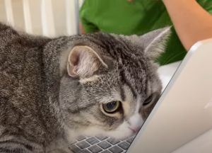 麻糬丸:為什麼碰不到?主人會躲在螢幕後面嗎?(圖/Twitter:catmotimaru) ▲麻糬丸:為什麼碰不到?主人會躲在螢幕後面嗎?(圖/Twitter:catmotimaru)
