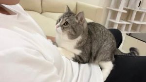 主人出院回家,麻糬丸立刻黏了上去。(圖/Twitter:catmotimaru) ▲主人出院回家,麻糬丸立刻黏了上去。(圖/Twitter:catmotimaru)