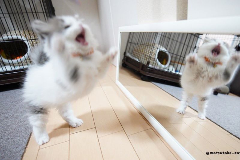 ▲第一次照鏡子，小白貓見到鏡子中的自己後炸毛狂吼：「你素誰啦！！！」（圖／Twitter：matsutake_cat） 