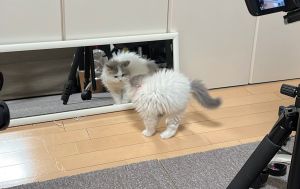 壽司一見到鏡子中的自己,立刻炸毛迎接。(圖/Twitter:matsutake_cat) ▲壽司一見到鏡子中的自己,立刻炸毛迎接。(圖/Twitter:matsutake_cat)