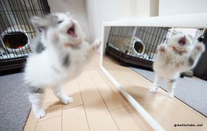 壽司:你是什麼東東?給我滾!!!(圖/Twitter:matsutake_cat) ▲壽司:你是什麼東東?給我滾!!!(圖/Twitter:matsutake_cat)