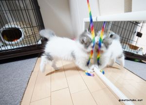 壽司想專心玩玩具,卻又忍不住想兇兇鏡中的自己。(圖/Twitter:matsutake_cat) ▲壽司想專心玩玩具,卻又忍不住想兇兇鏡中的自己。(圖/Twitter:matsutake_cat)