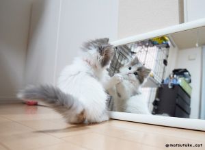 壽司:不得不說,你滿漂亮的嘛!(盯)(圖/Twitter:matsutake_cat) ▲壽司:不得不說,你滿漂亮的嘛!(盯)(圖/Twitter:matsutake_cat)