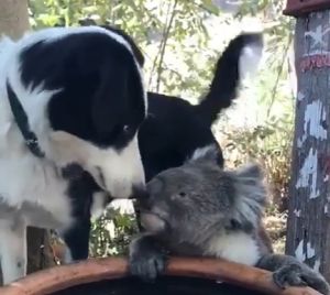 狗狗:多喝點!知道你這段時間辛苦了~(圖/Facebook:Andrew Frost) ▲狗狗:多喝點!知道你這段時間辛苦了~(圖/Facebook:Andrew Frost)