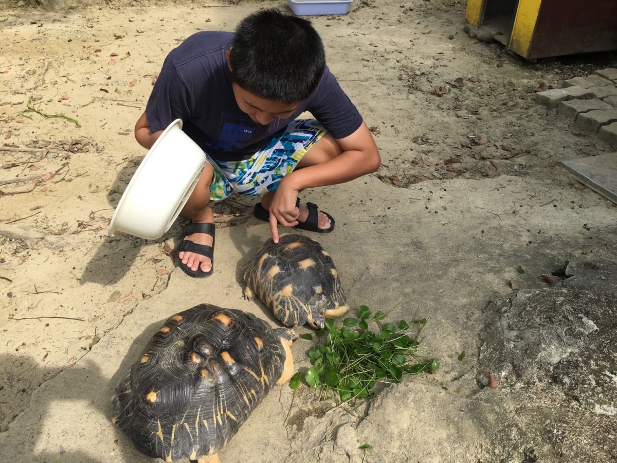 ▲德安啟智教養院的自閉症院生小義（化名），認真準備蔬菜餵食陸龜。（圖／頂新和德基金會提供）