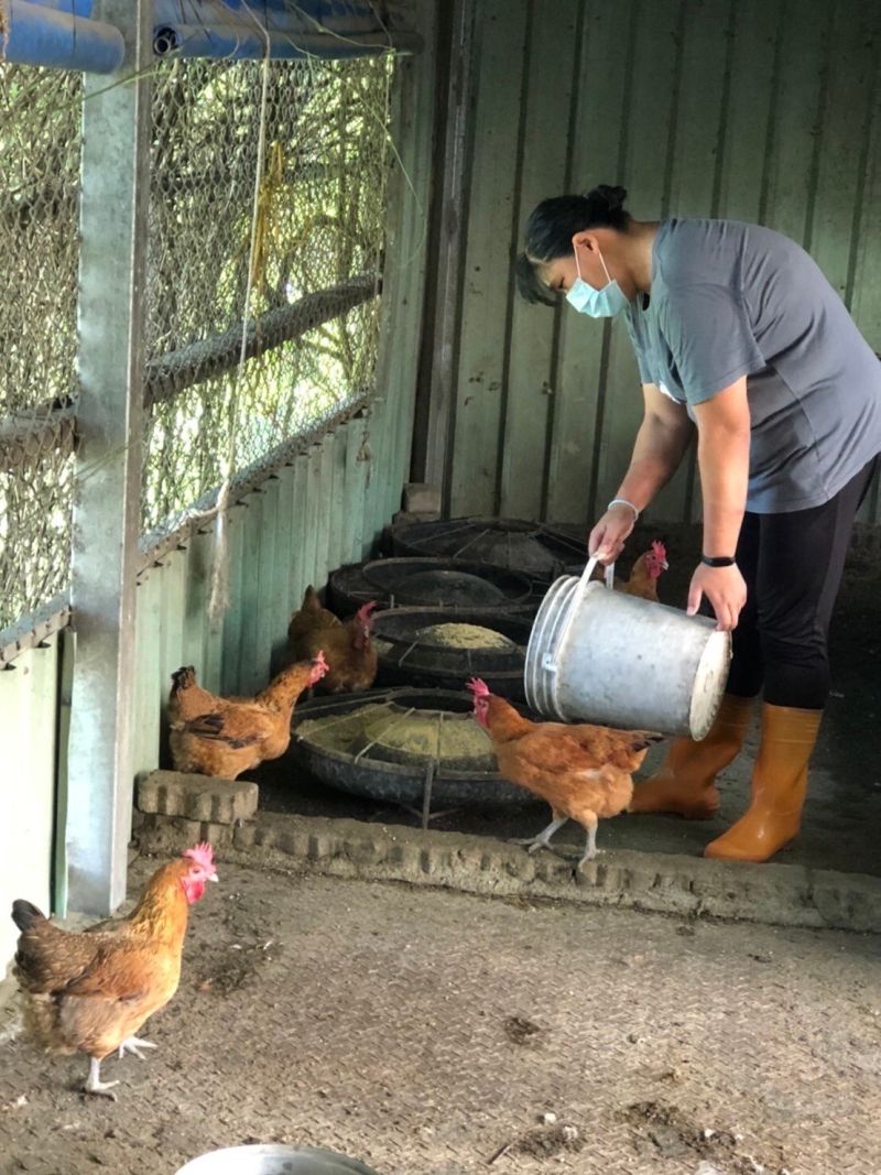 ▲南投德安教養院院生用心餵雞吃飼料。（圖／頂新和德基金會提供）