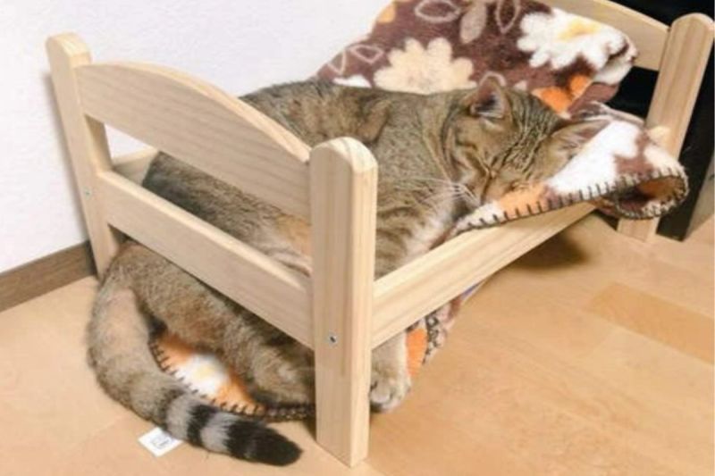 ▲日本一隻虎斑貓睡小床時，床崩壞了牠還是照樣熟睡。（圖／推特帳號xxhama2）
