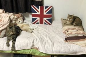 ▲當時家裡的三隻貓咪很喜歡跟推主一起擠在床上睡覺。（圖／推特帳號xxhama2）