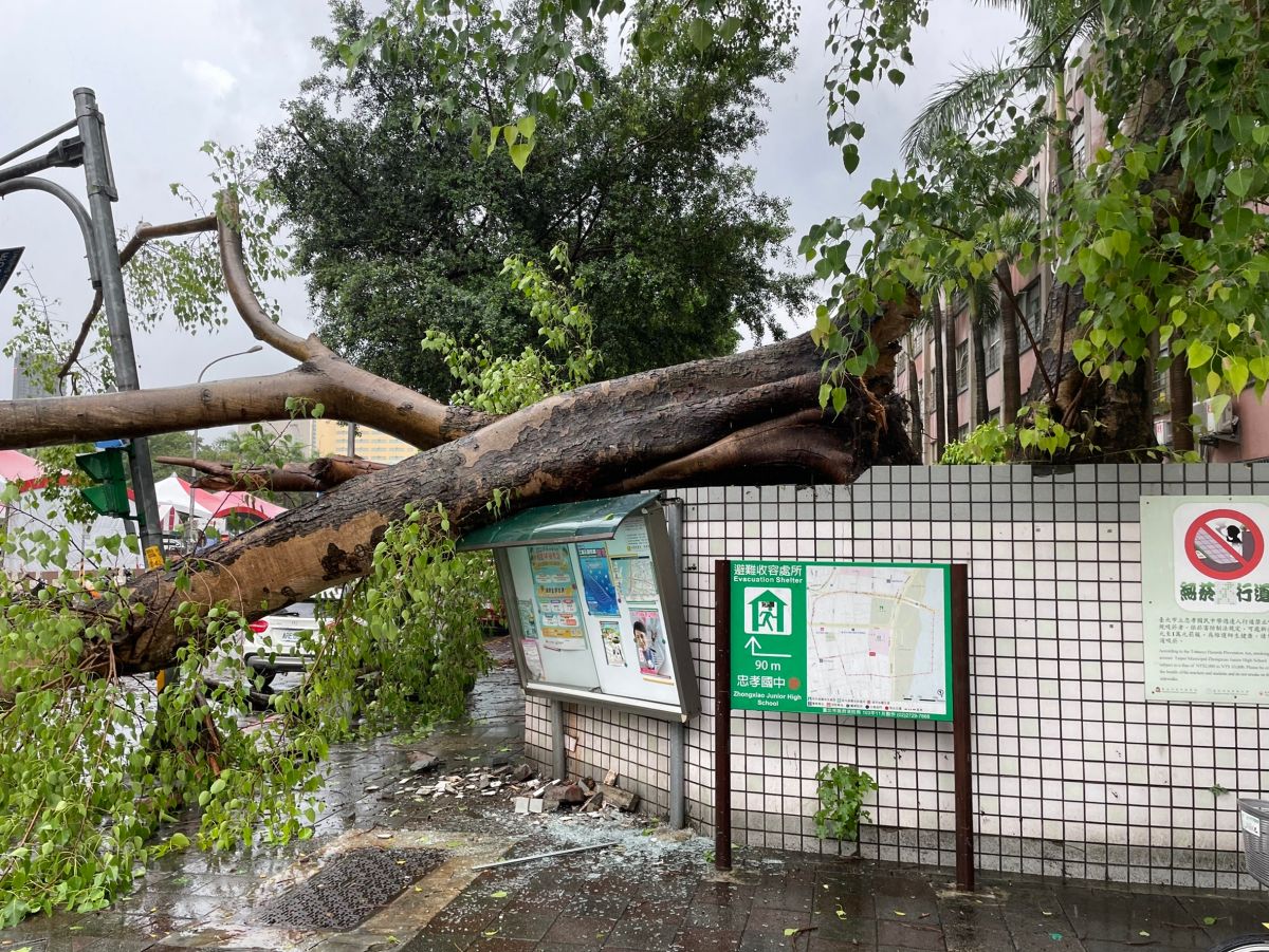 ▲午後大雨狂炸，北市忠孝國中校樹倒塌，壓毀校牆導致西寧北路雙向無法通行。(圖／北市府提供)