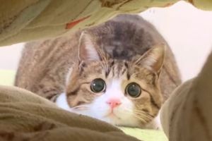 起先Unagi在被子外搖屁屁。(圖/Instagram:suzume0513) ▲起先Unagi在被子外搖屁屁。(圖/Instagram:suzume0513)