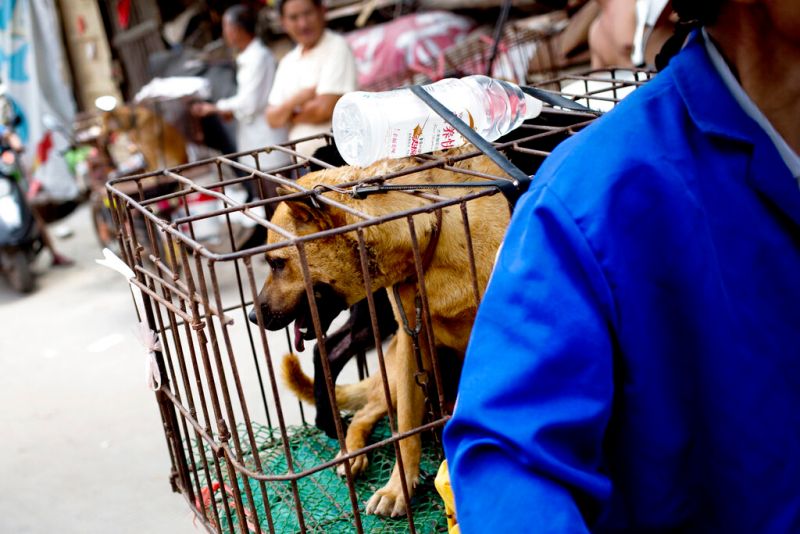 ▲中國廣西玉林每年都會舉辦狗肉節。圖為過去狗肉節舉辦的情形。（圖／美聯社／達志影像）